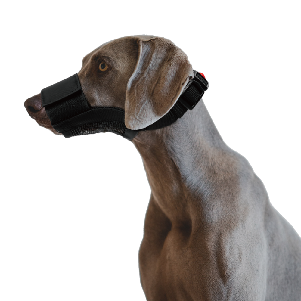 Muzzle for Dogs